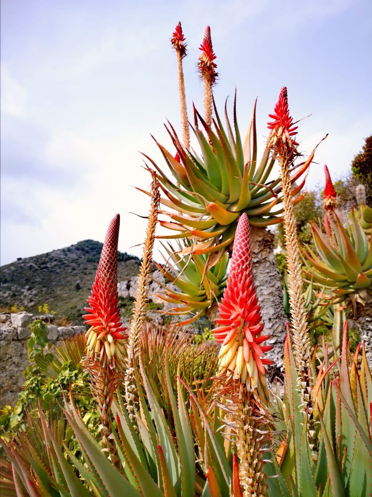 piante del giardino esotico di Eze