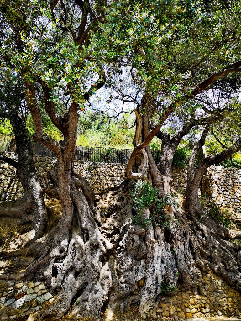 olivier millenaire roquebrune capmartin 1